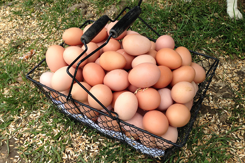 Økolgiske æg fra høns på græs