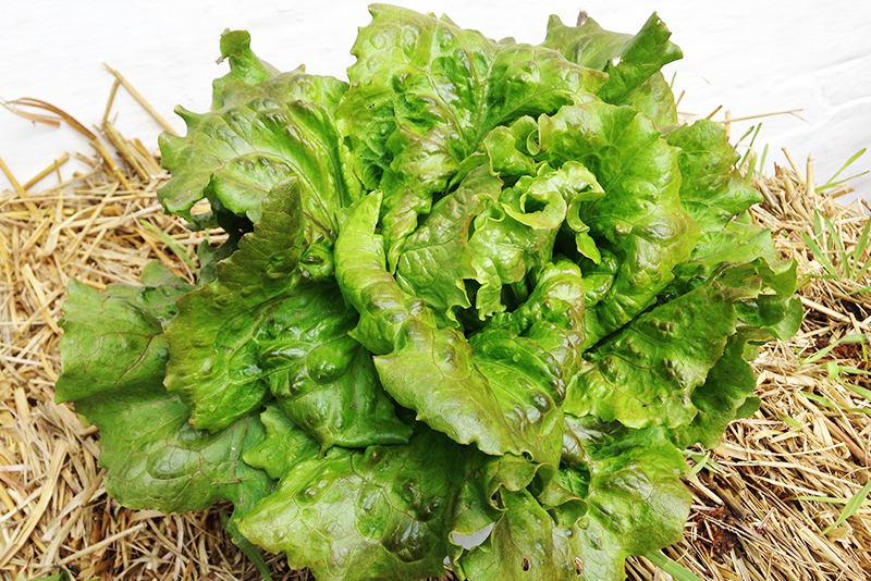 Økologisk Batavia salat fra Stensbølgård