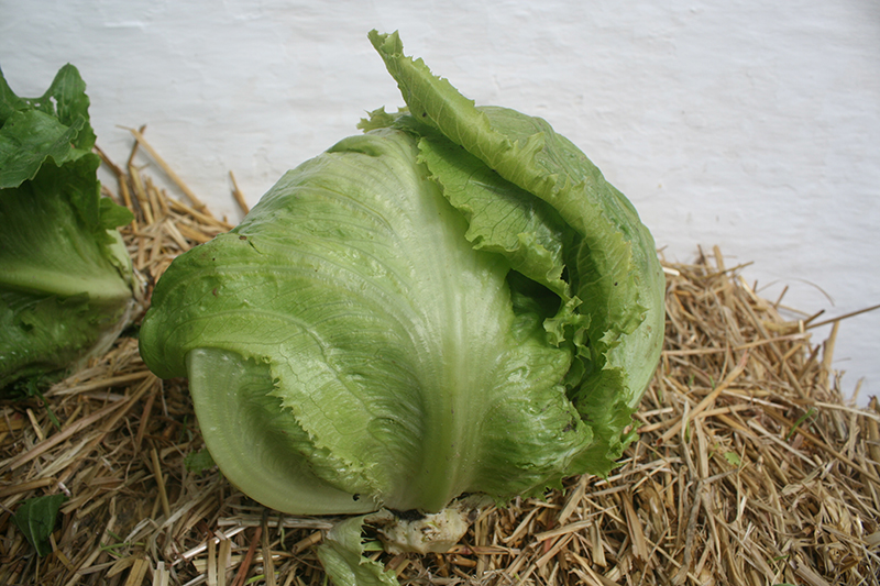Økologisk Iceberg salat