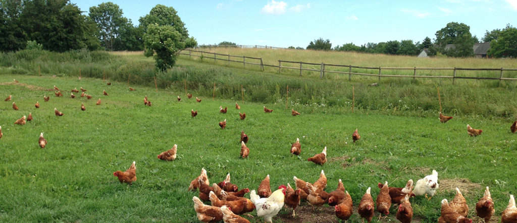 Økologiske høns spiser græs på Stensbølgård