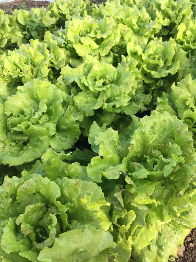 Økologiske salater