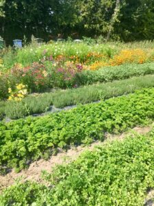 Økologiske krydderurter og blomster